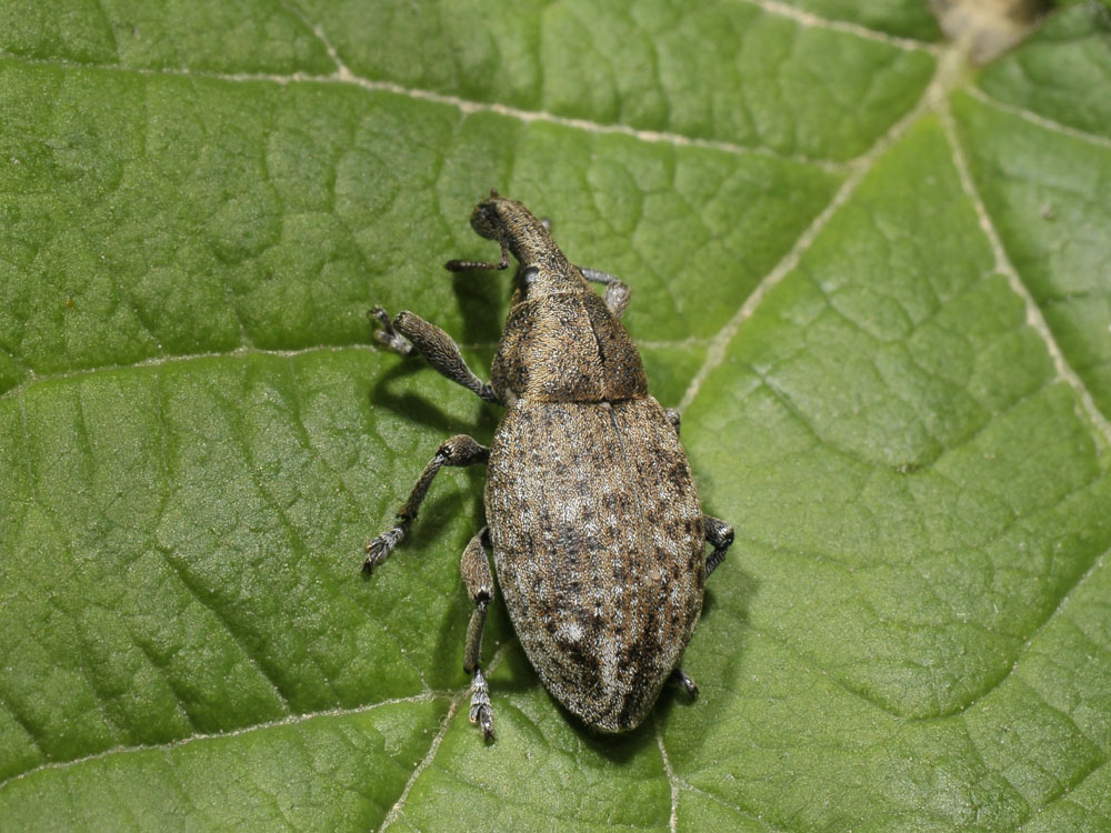 Lepyrus capucinus